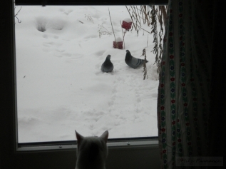 Jackdaws drove pigeons to migrate and Ace the cat is less nuisance at small bird's feeding station.